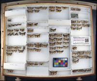 Media resource of Sympistis heliophila