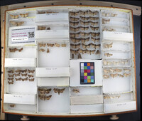 Media resource of Tiracola plagiata