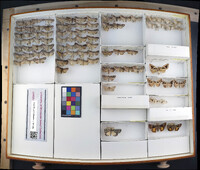 Media resource of Tridepia nova