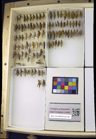 Media resource of Hesperotettix viridis