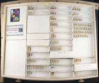 Media resource of Errhomus lineatus