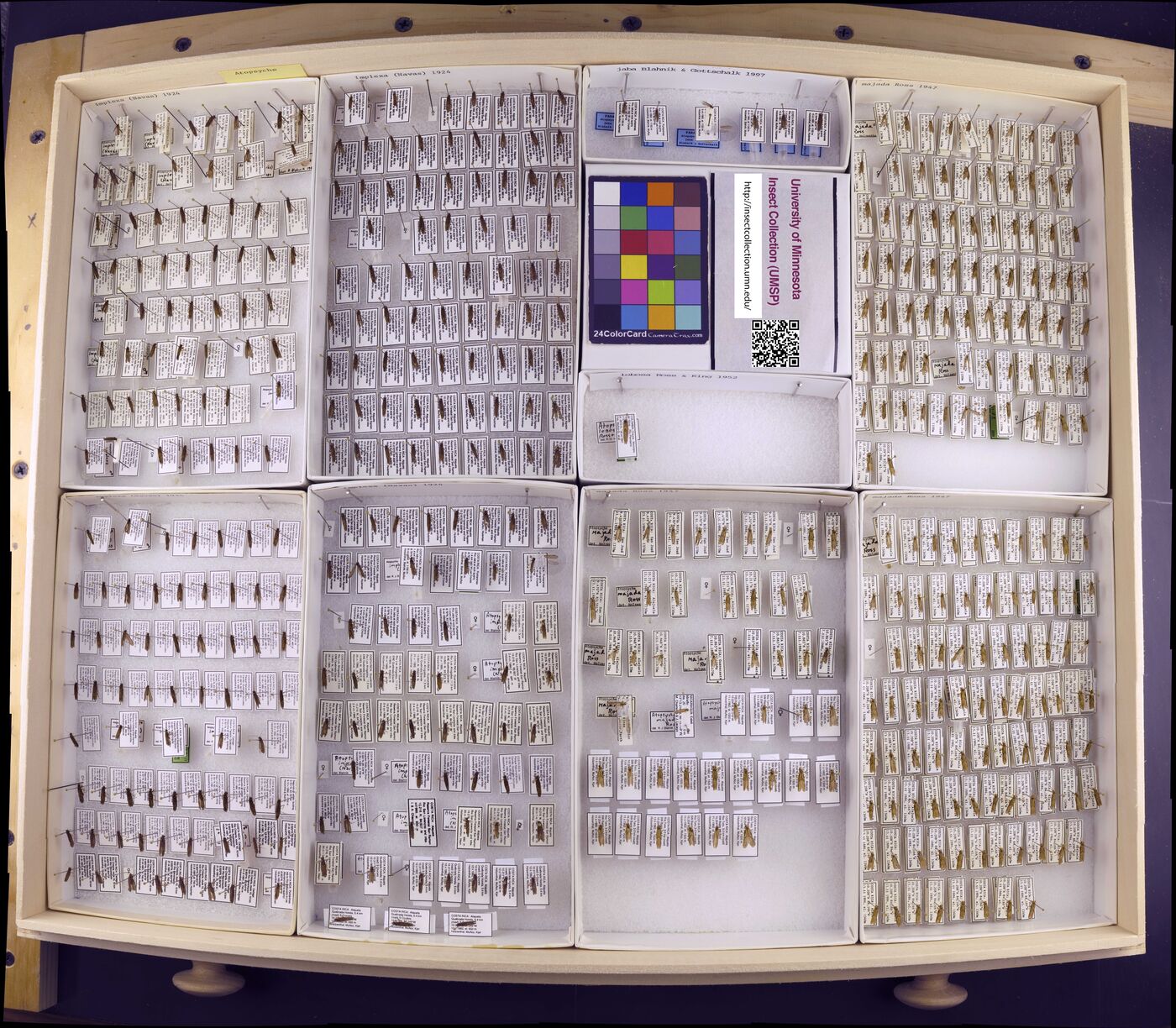 Atopsyche implexa image