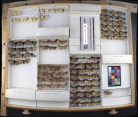 Media resource of Xestia badicollis