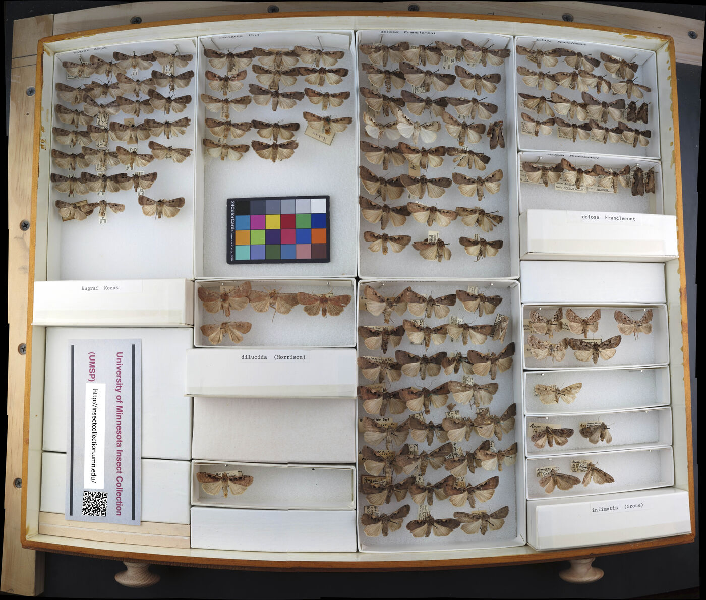 Xestia dilucida image