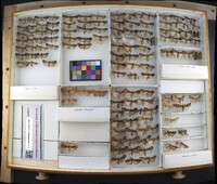 Media resource of Xestia dilucida