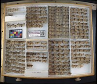 Media resource of Xestia laetabilis