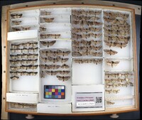 Media resource of Xestia stupenda