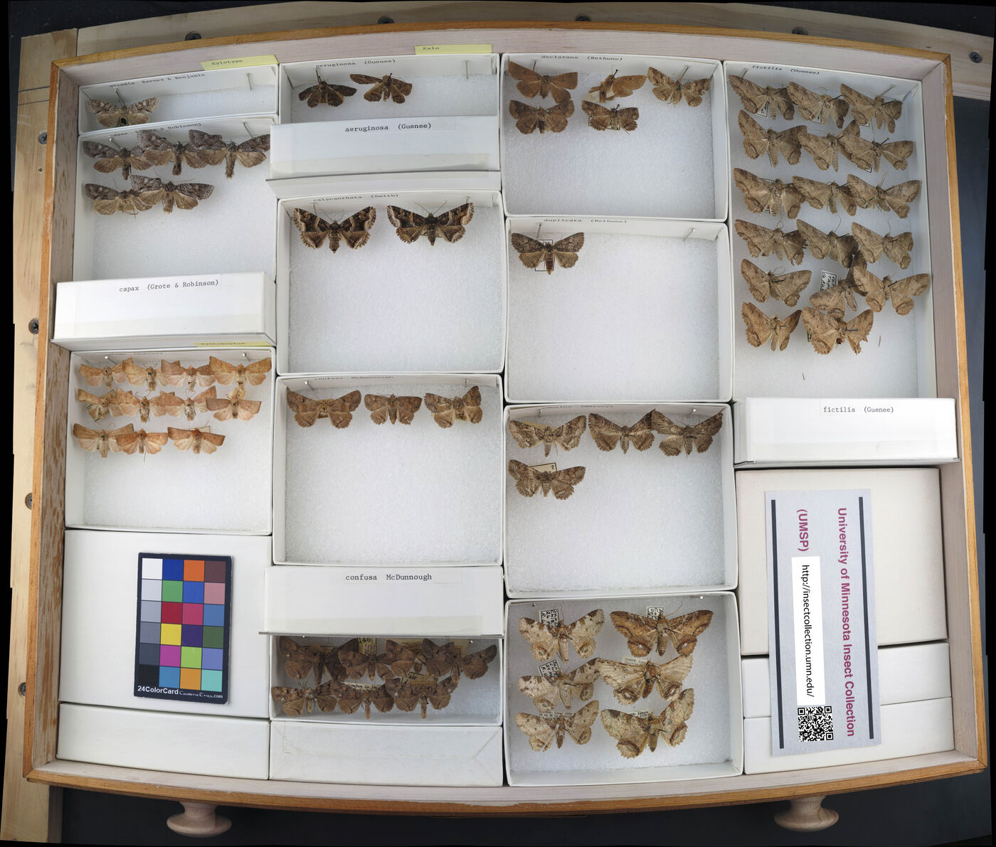 Xylotype arcadia image