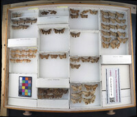 Media resource of Xylotype arcadia