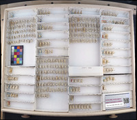 Media resource of Eratoneura bigemina