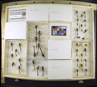 Media resource of Cordulia shurtleffii