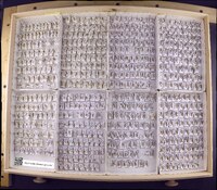 Media resource of Atopsyche majada