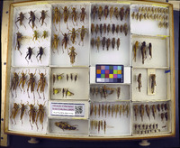 Media resource of Kraussaria angulifera