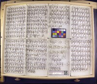 Atopsyche majada image