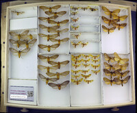 Media resource of Amaxia apyga