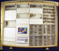 Media resource of Machaerocera mexicana