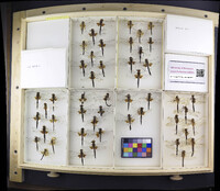 Media resource of Epitheca cynosura