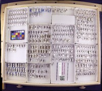 Media resource of Atopsyche minimajada