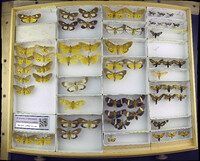 Media resource of Asota australis