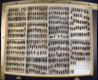 Media resource of Melanoplus angustipennis