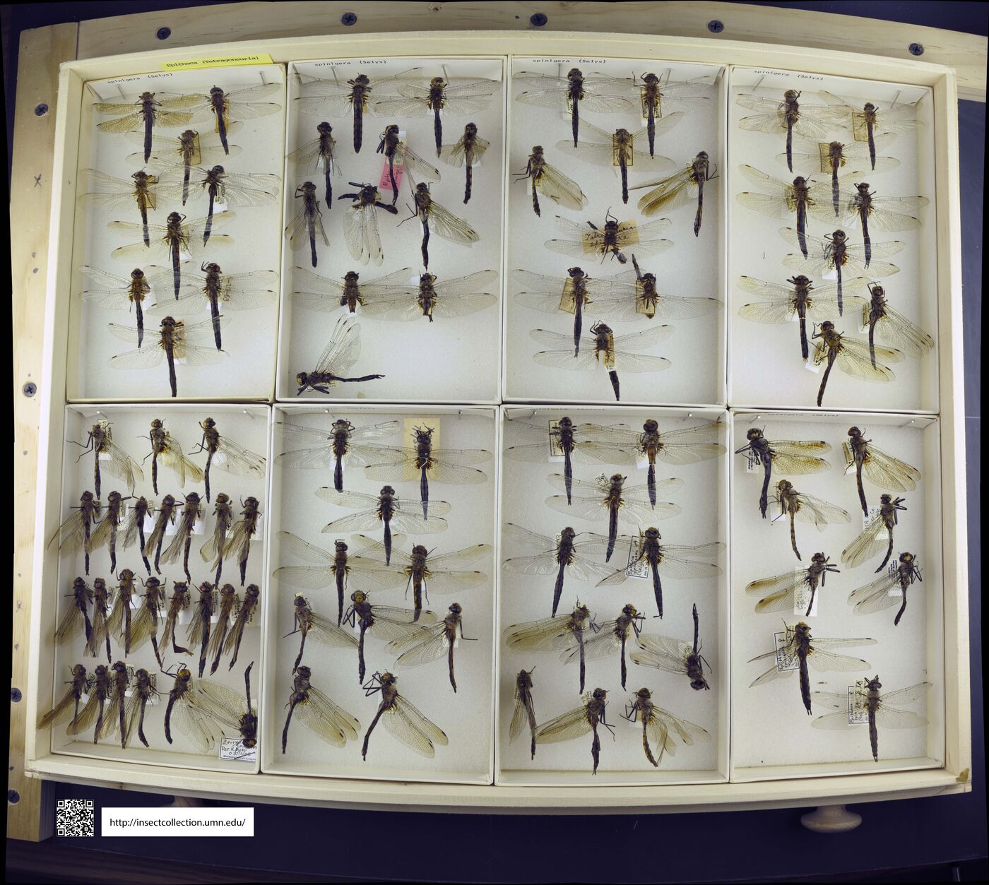 Epitheca spinigera image