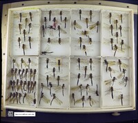 Media resource of Epitheca spinigera