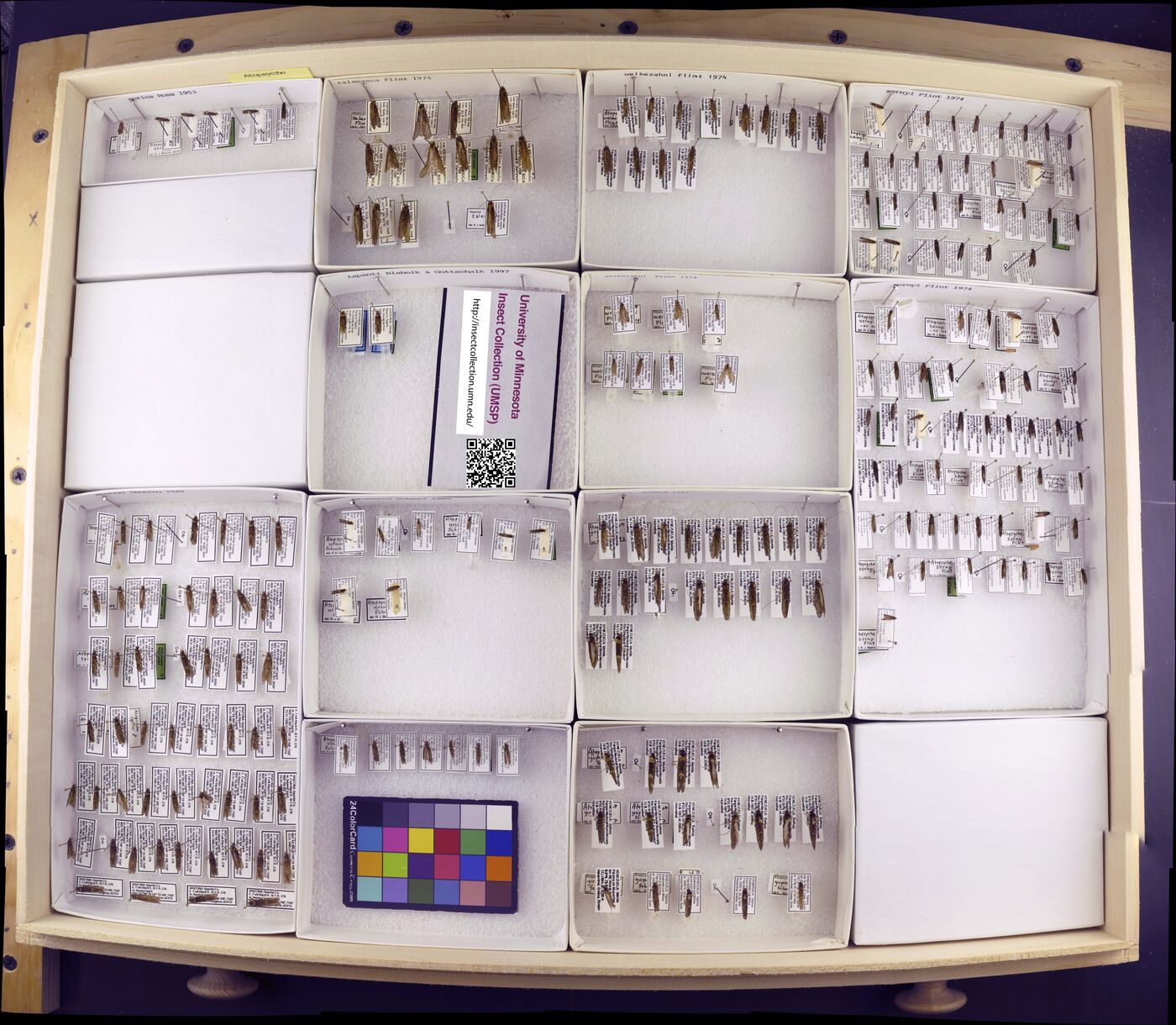 Atopsyche serica image