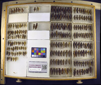 Media resource of Melanoplus bispinosus