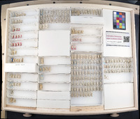 Media resource of Erythroneura tricincta