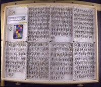 Media resource of Adicrophleps hitchcocki