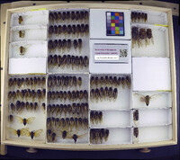 Media resource of Magicicada septendecim