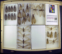 Media resource of Corydalus diasi