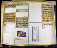 Media resource of Parcoblatta uhleriana