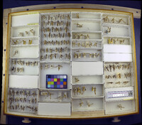 Media resource of Tipula apicalis