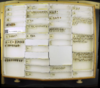 Media resource of Lobopoda flavipes