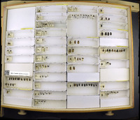 Media resource of Mycetochara analis