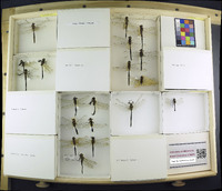 Media resource of Somatochlora hudsonica