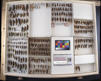 Media resource of Melanoplus borealis