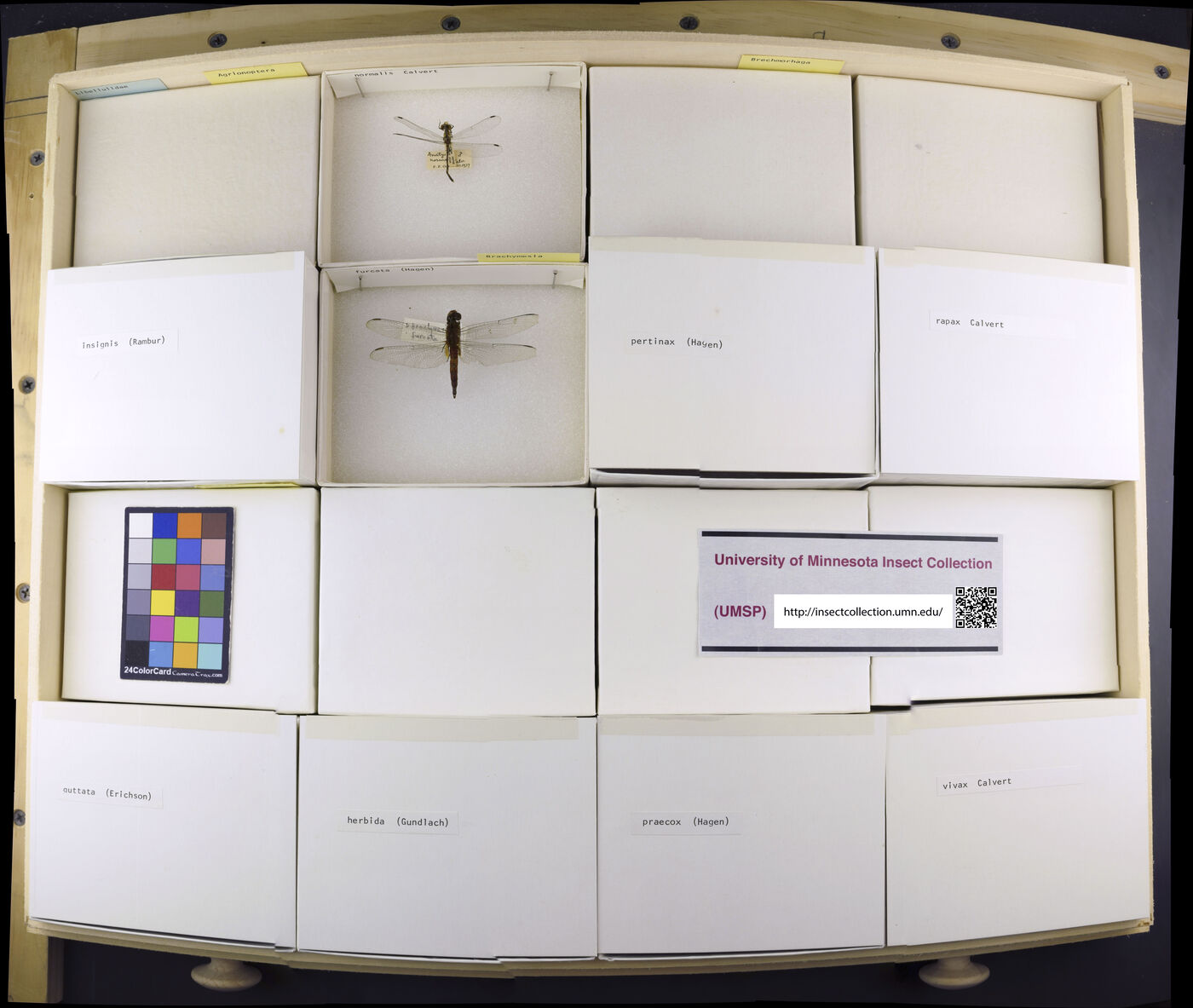 Brachymesia furcata image