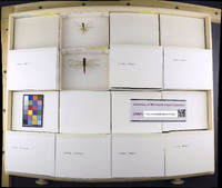 Media resource of Brachymesia furcata