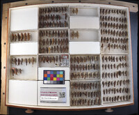 Media resource of Melanoplus bruneri