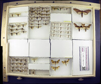 Media resource of Colax apulus