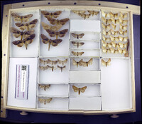 Media resource of Crinodes schausi