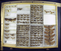 Media resource of Epanaphe carteri