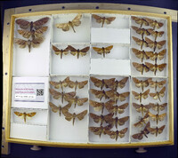 Media resource of Hapigia annulata