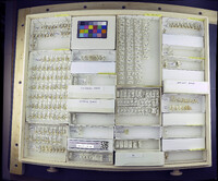 Media resource of Asheum beckae