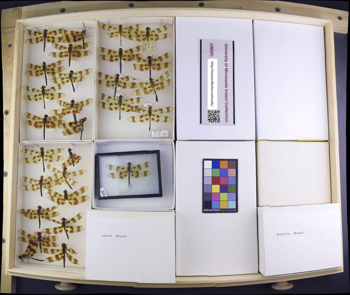 Celithemis eponina image