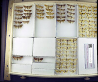 Media resource of Hemiceras nigrescens