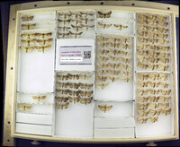 Media resource of Hemiceras plana