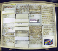 Media resource of Chironomus anthracinus